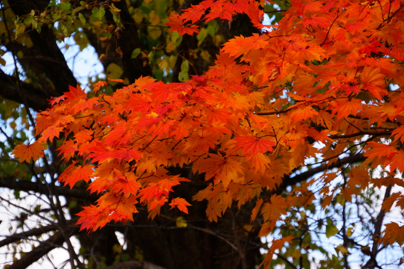 f:id:GSX-R1000:20131101220805j:image:w640