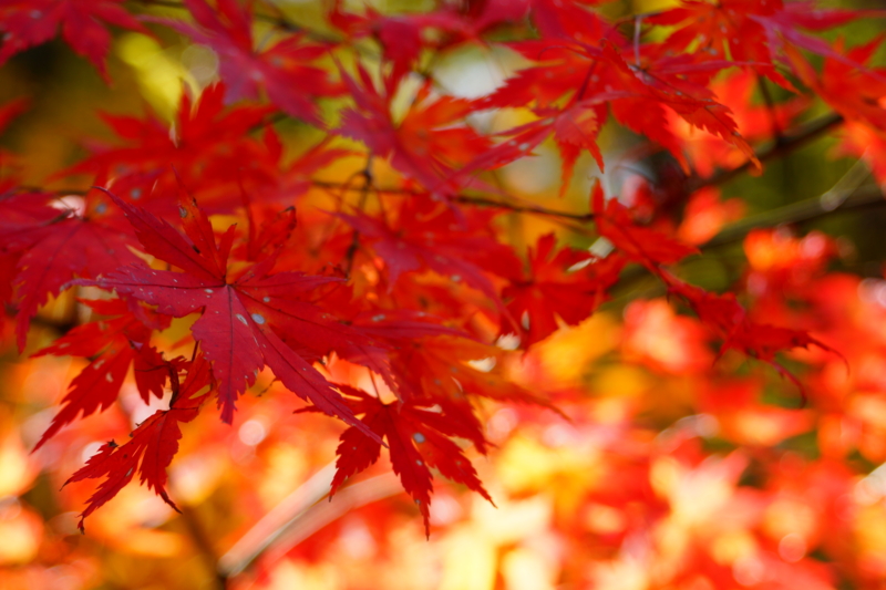 f:id:GSX-R1000:20131101220847j:image:w640