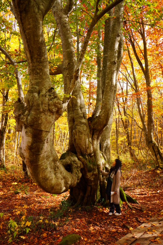 f:id:GSX-R1000:20131115203008j:image:w640