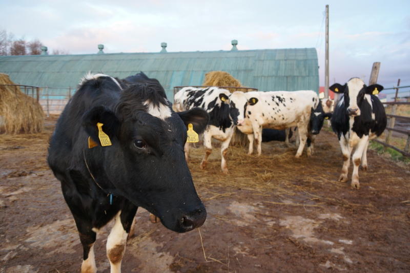 f:id:GSX-R1000:20131127204247j:image