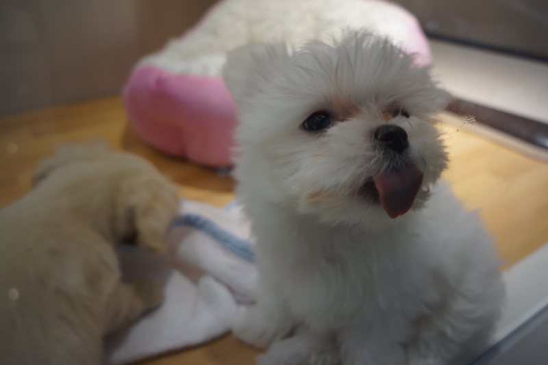 f:id:GSX-R1000:20140403200841j:image