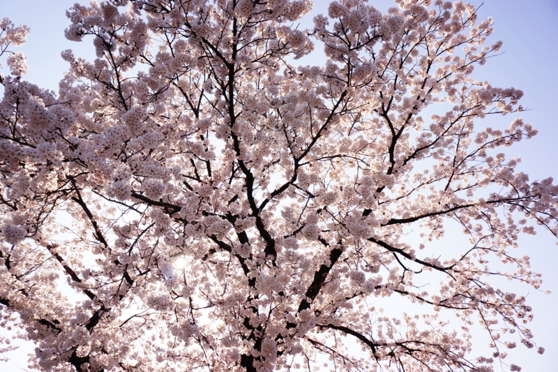 f:id:GSX-R1000:20140414221613j:image