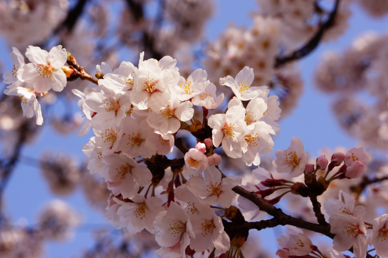 f:id:GSX-R1000:20140414221614j:image