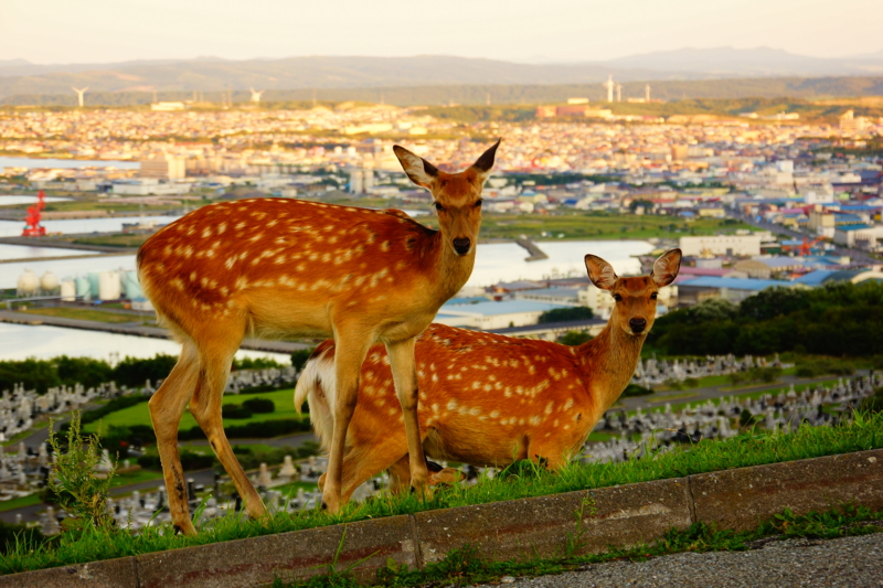 f:id:GSX-R1000:20140828222150j:image