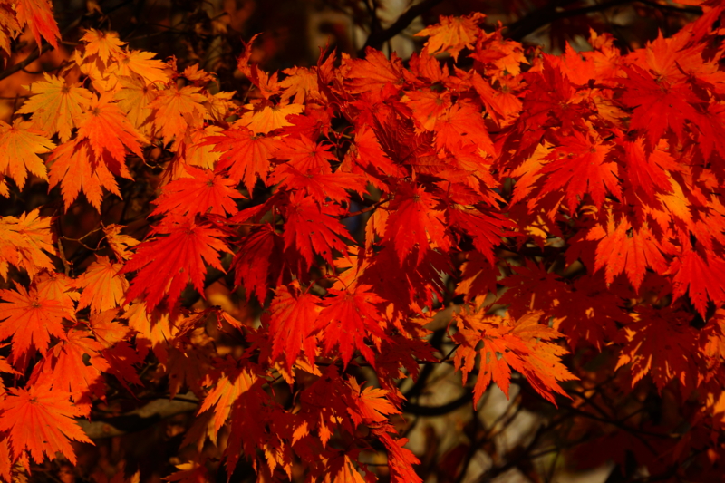 f:id:GSX-R1000:20141027190548j:image f:id:GSX-R1000:20141027190548j:image