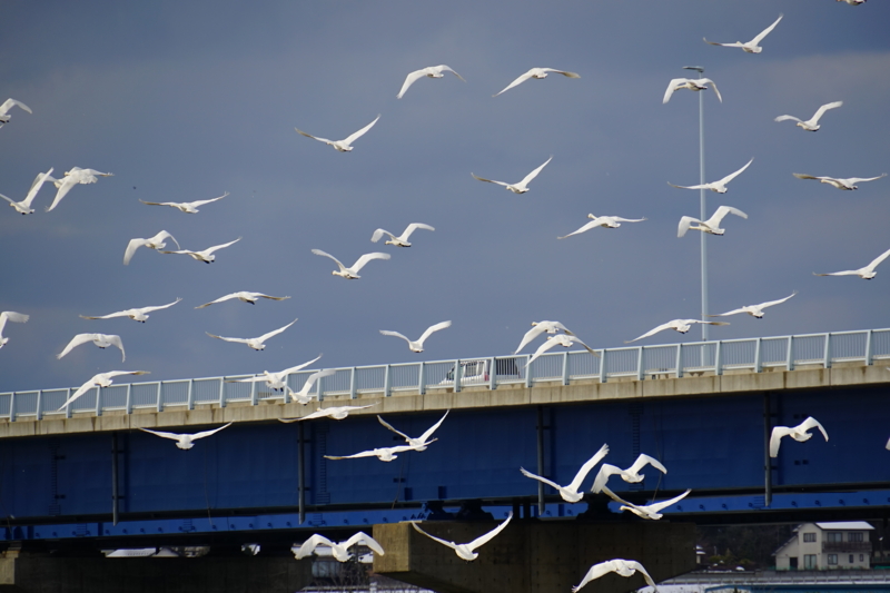 f:id:GSX-R1000:20150129202134j:image