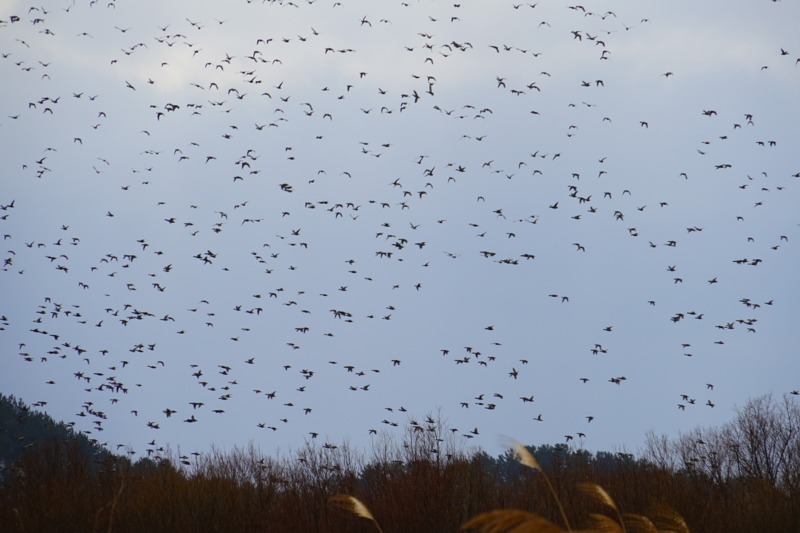 f:id:GSX-R1000:20150129204333j:image