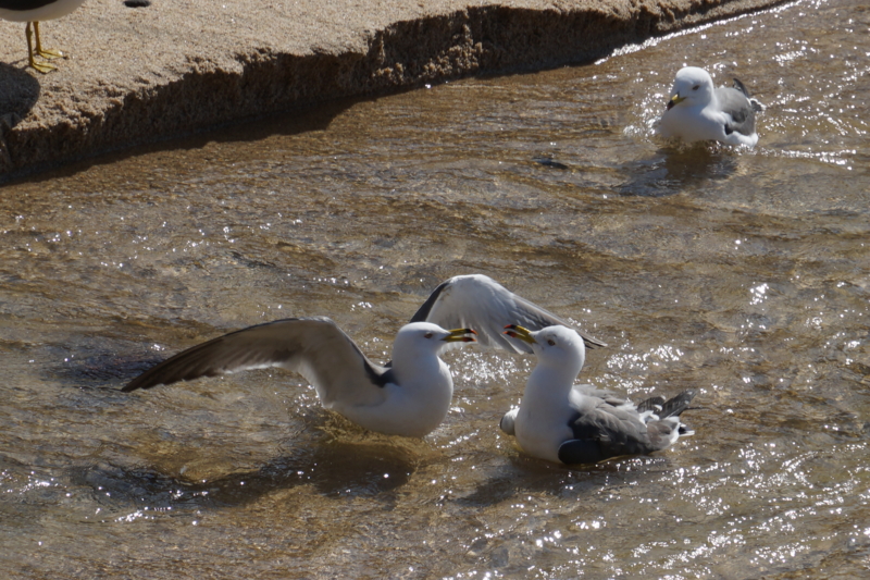 f:id:GSX-R1000:20150307002107j:image f:id:GSX-R1000:20150307002107j:image