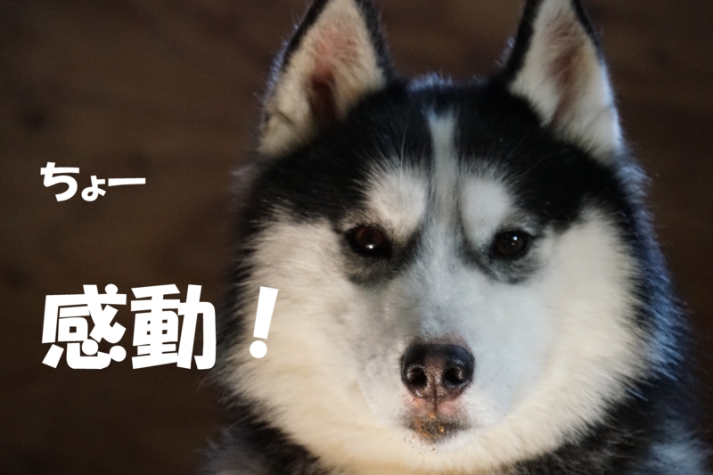 f:id:GSX-R1000:20150308220658j:image
