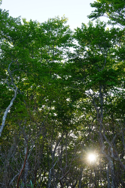 f:id:GSX-R1000:20150529213233j:image