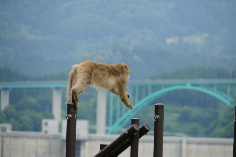 f:id:GSX-R1000:20150626224923j:image