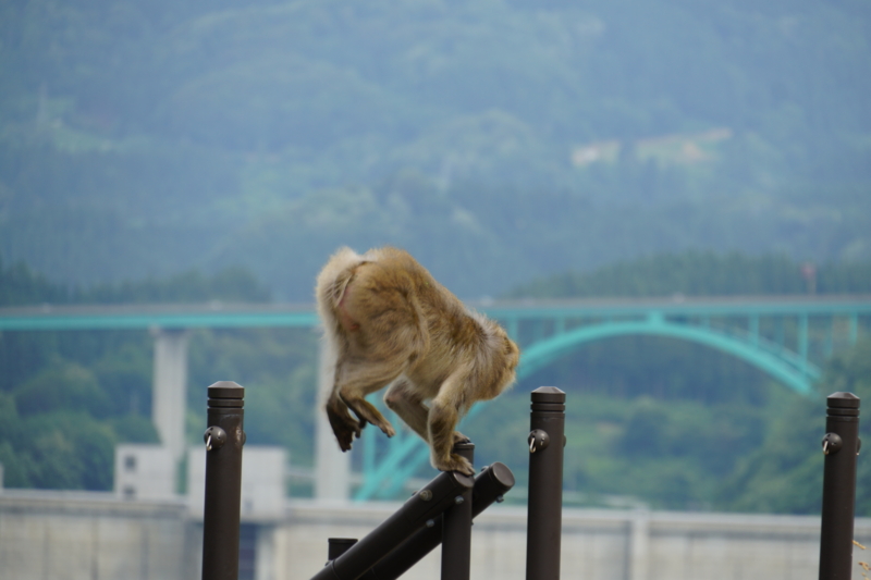 f:id:GSX-R1000:20150626224924j:image