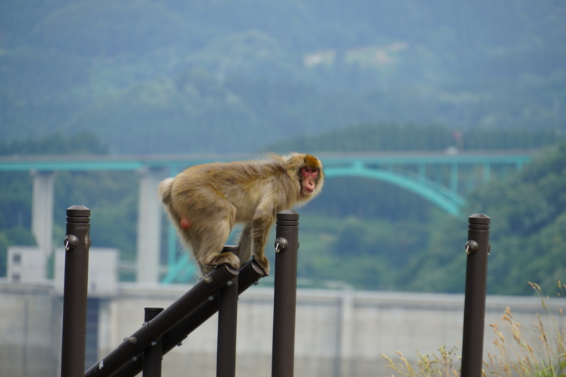 f:id:GSX-R1000:20150626224926j:image