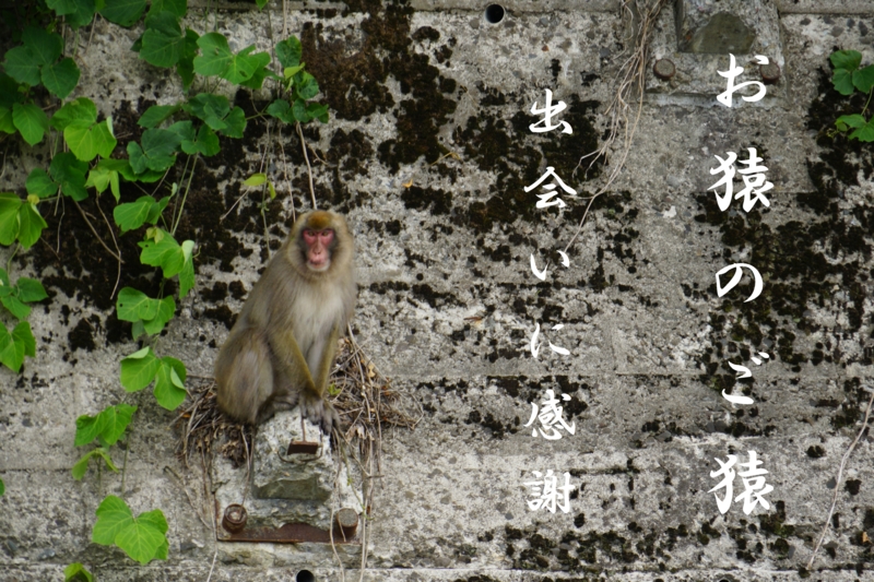 f:id:GSX-R1000:20150628105957j:image