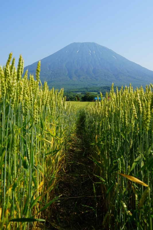 f:id:GSX-R1000:20150711210836j:image