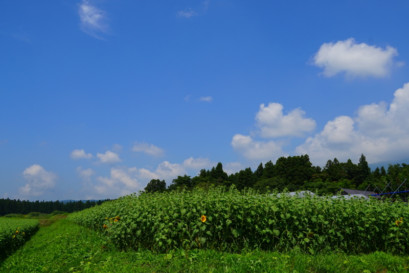 f:id:GSX-R1000:20150814102228j:image