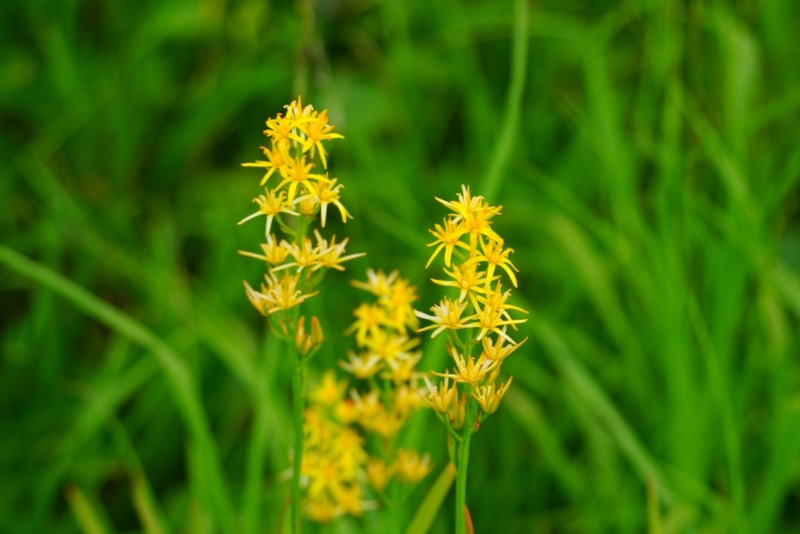 f:id:GSX-R1000:20150814214025j:image