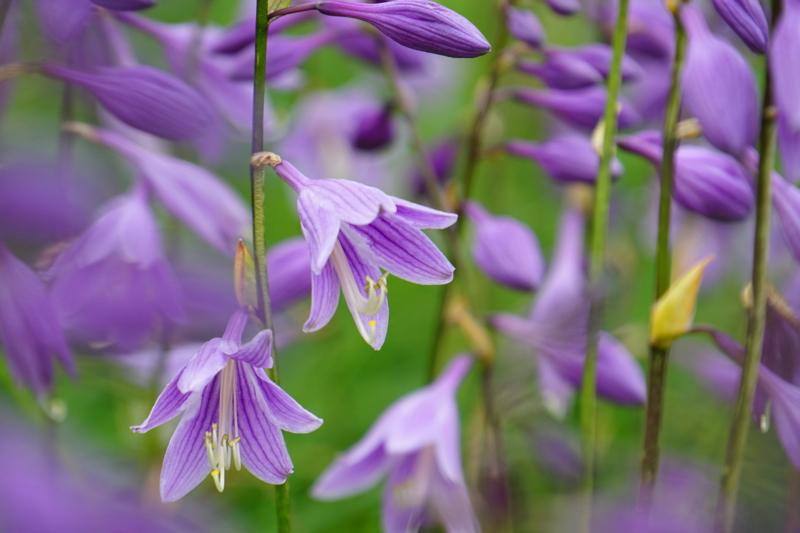 f:id:GSX-R1000:20150814214035j:image