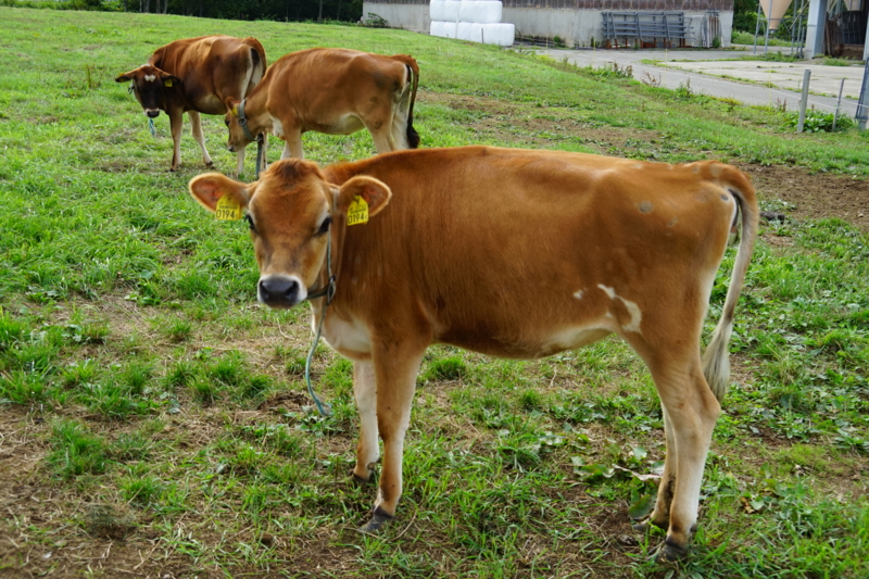 f:id:GSX-R1000:20150829211324j:image