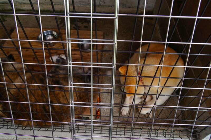 f:id:GSX-R1000:20151017150529j:image