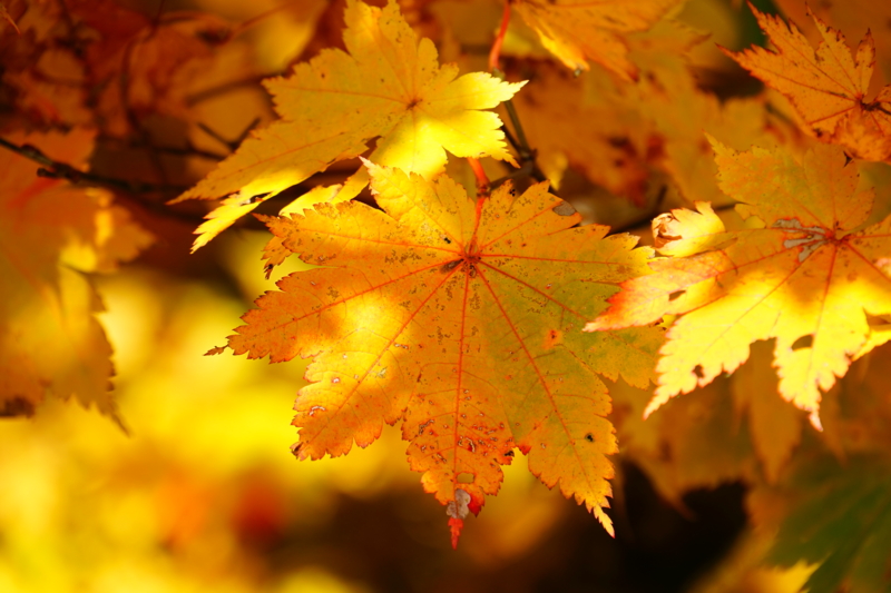 f:id:GSX-R1000:20151017152930j:image f:id:GSX-R1000:20151017152930j:image