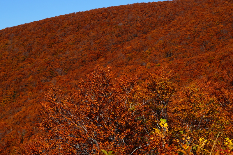 f:id:GSX-R1000:20151017152940j:image