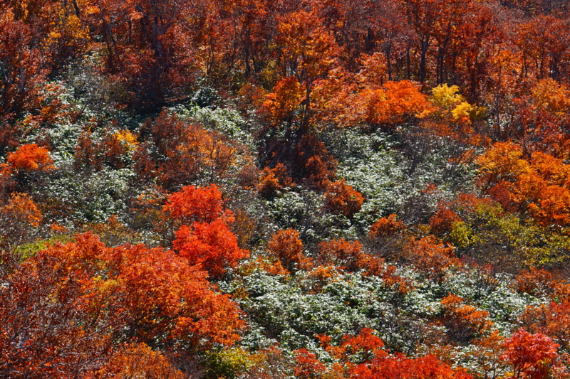 f:id:GSX-R1000:20151017152945j:image