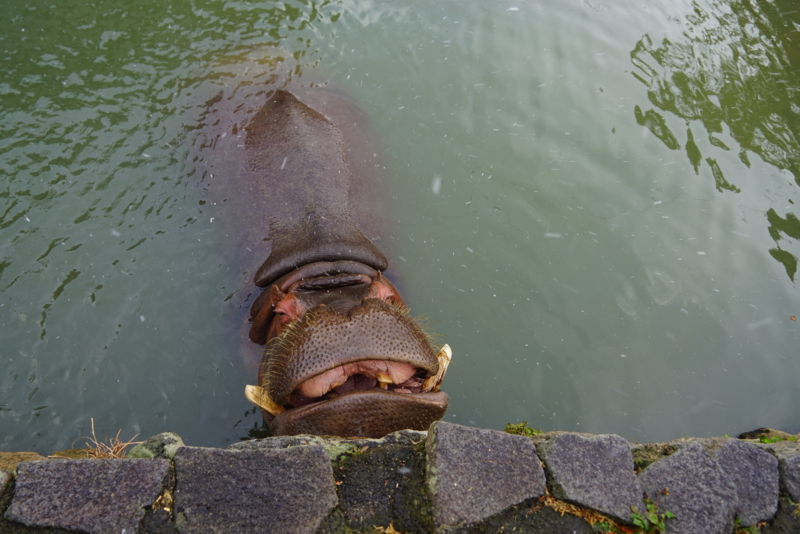 f:id:GSX-R1000:20160131211541j:image