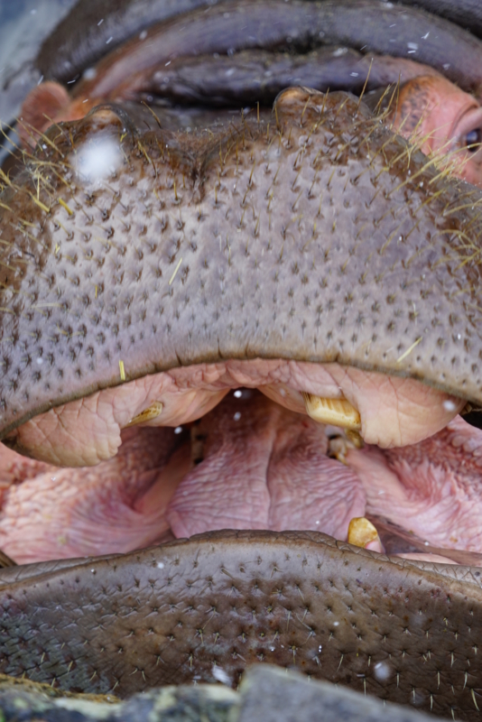 f:id:GSX-R1000:20160131211543j:image