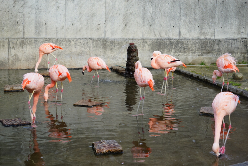 f:id:GSX-R1000:20160131211546j:image