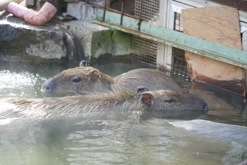 f:id:GSX-R1000:20160131211549j:image