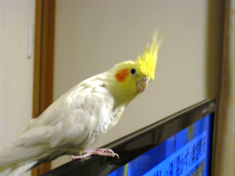 f:id:GSX-R1000:20160210214539j:image