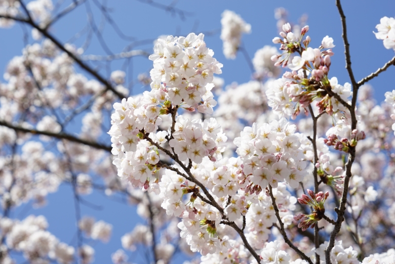 f:id:GSX-R1000:20160418195159j:image