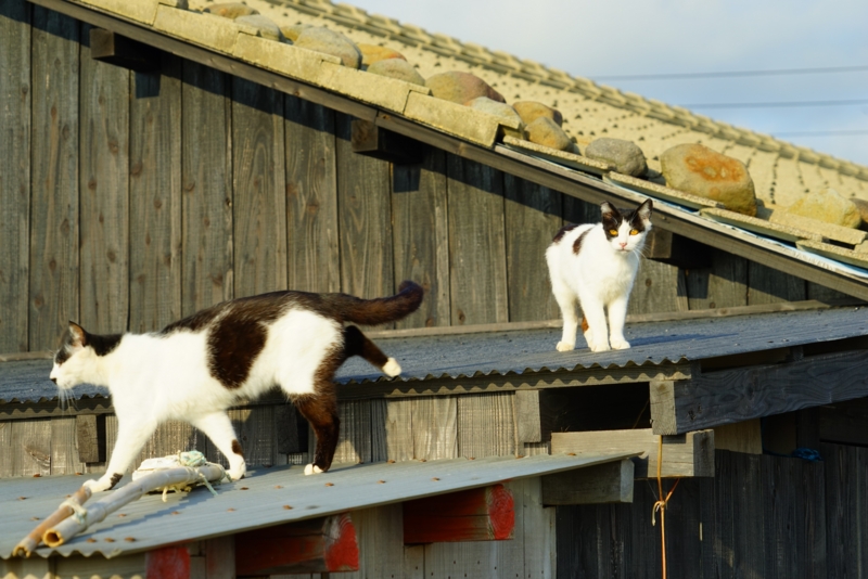 f:id:GSX-R1000:20160522095529j:image