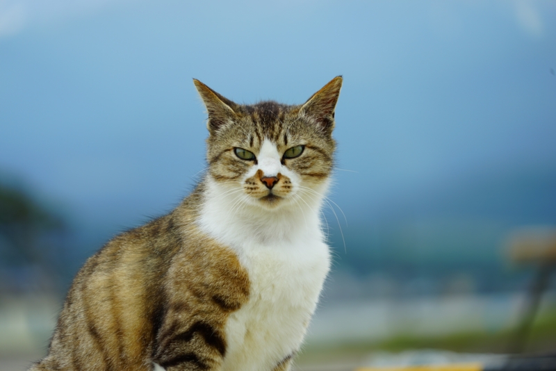 f:id:GSX-R1000:20160609223950j:image