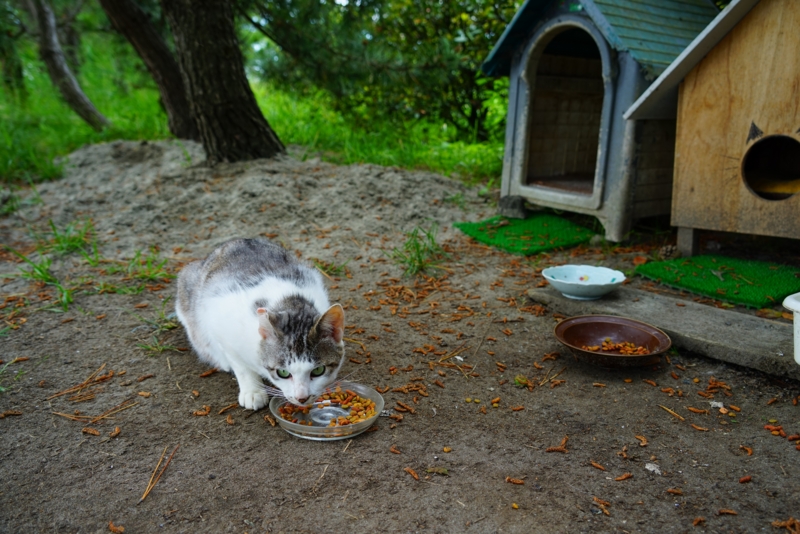 f:id:GSX-R1000:20160609224757j:image