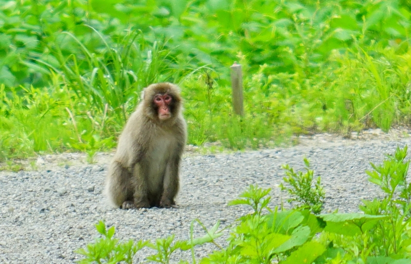 f:id:GSX-R1000:20160615223309j:image
