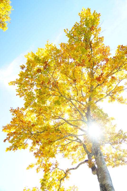 f:id:GSX-R1000:20161031204747j:image