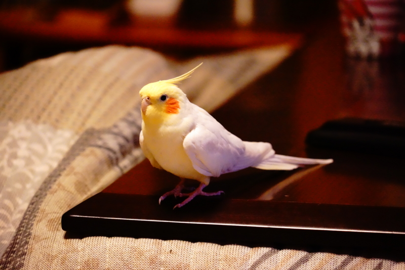 f:id:GSX-R1000:20161231120139j:image:w360