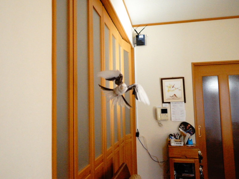 f:id:GSX-R1000:20161231120145j:image