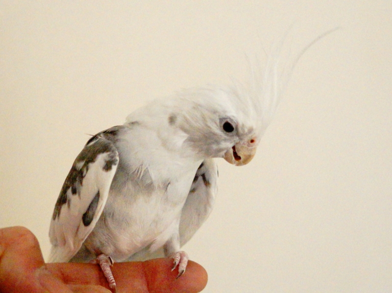 f:id:GSX-R1000:20161231120147j:image