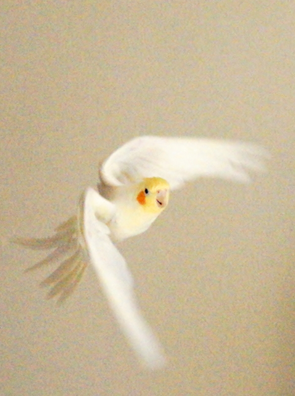 f:id:GSX-R1000:20161231120148j:image