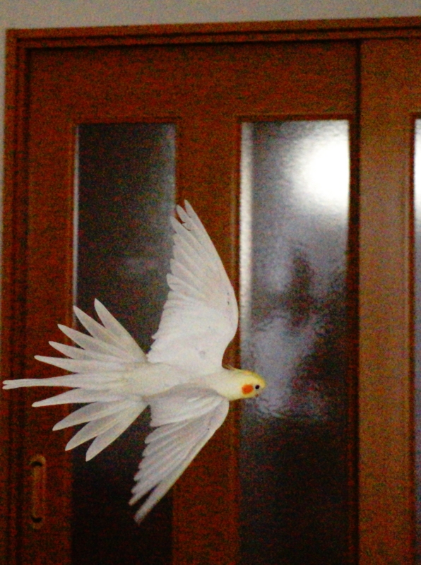 f:id:GSX-R1000:20161231120149j:image