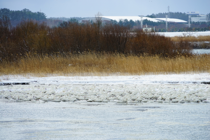 f:id:GSX-R1000:20170115173032j:image