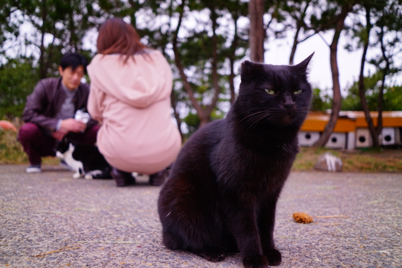 f:id:GSX-R1000:20170205221803j:image
