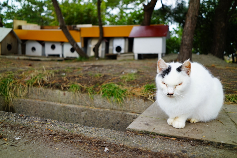 f:id:GSX-R1000:20170205221804j:image