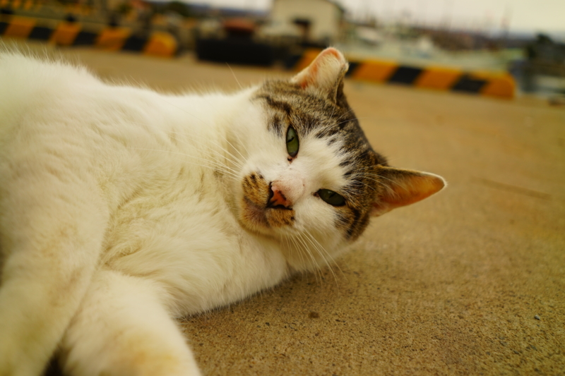 f:id:GSX-R1000:20170205221805j:image