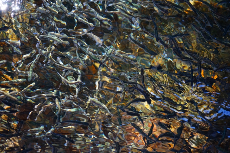 f:id:GSX-R1000:20170314205950j:image