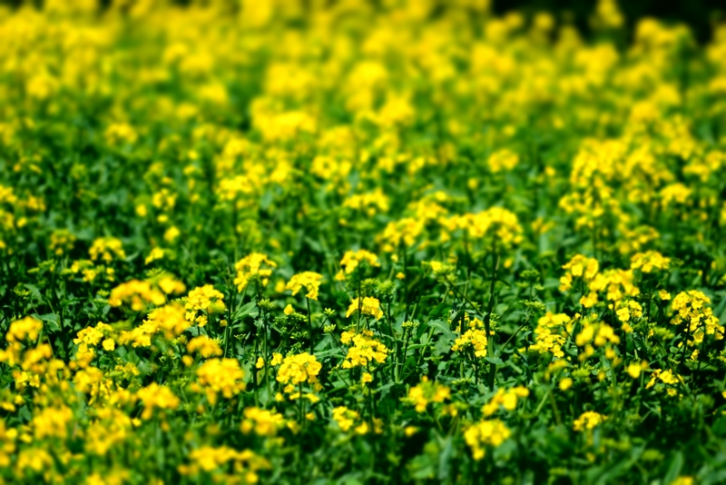 f:id:GSX-R1000:20170522205239j:image