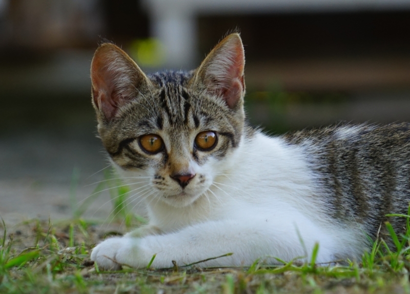 f:id:GSX-R1000:20170810203902j:image